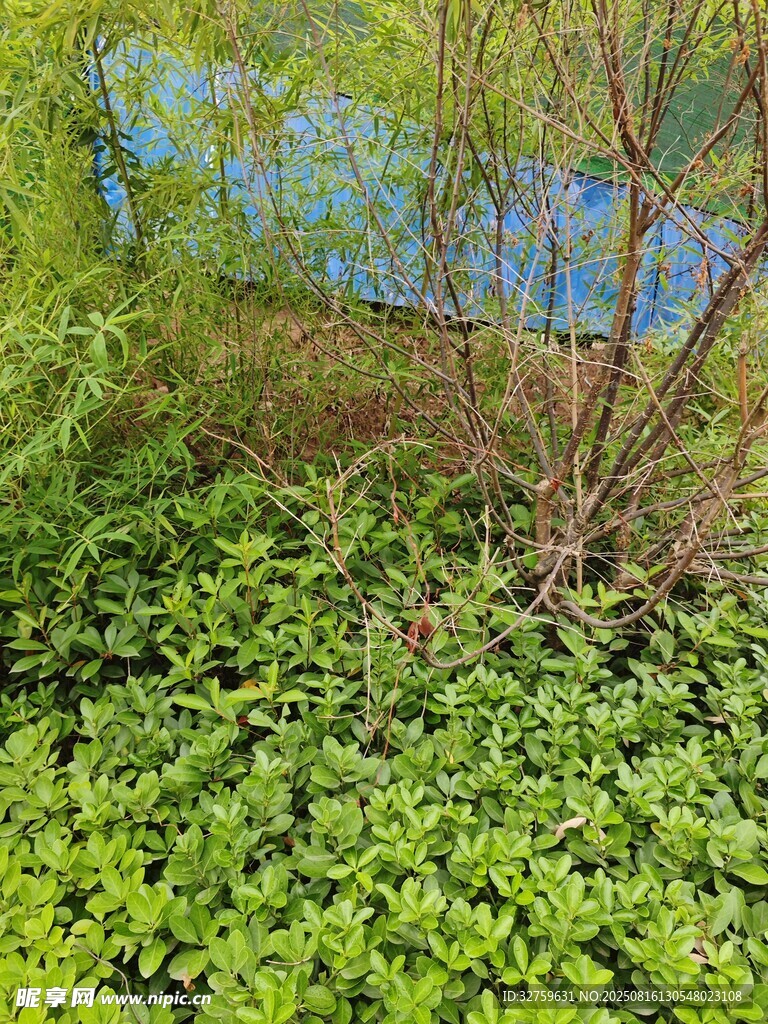 绿意盎然的水边植物景观