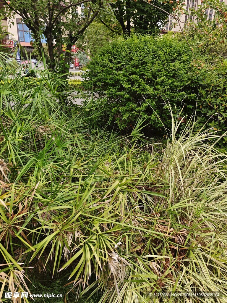 户外绿植景观
