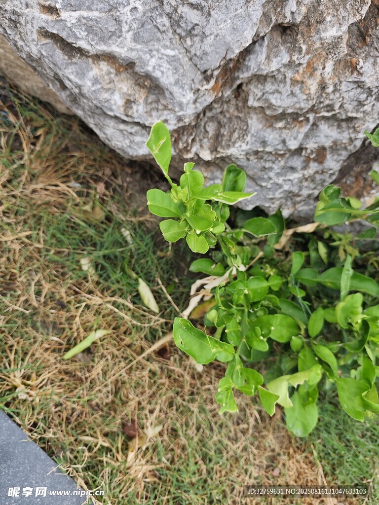 石缝中生长的嫩绿植物