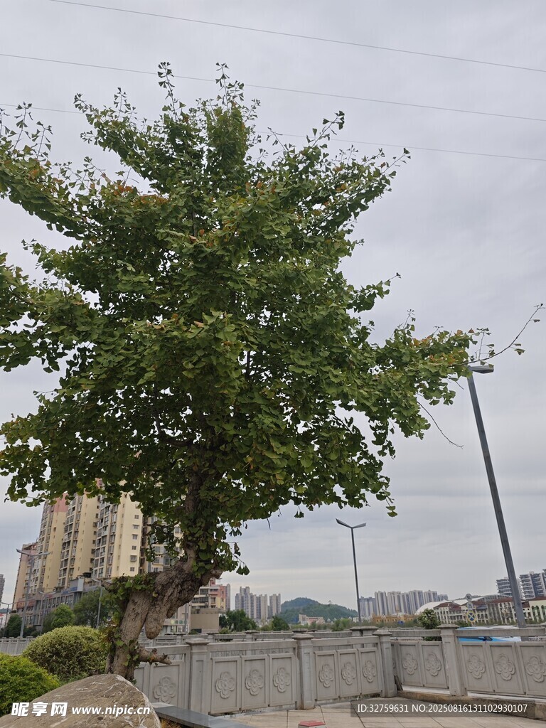 城市中茂盛的独立大树