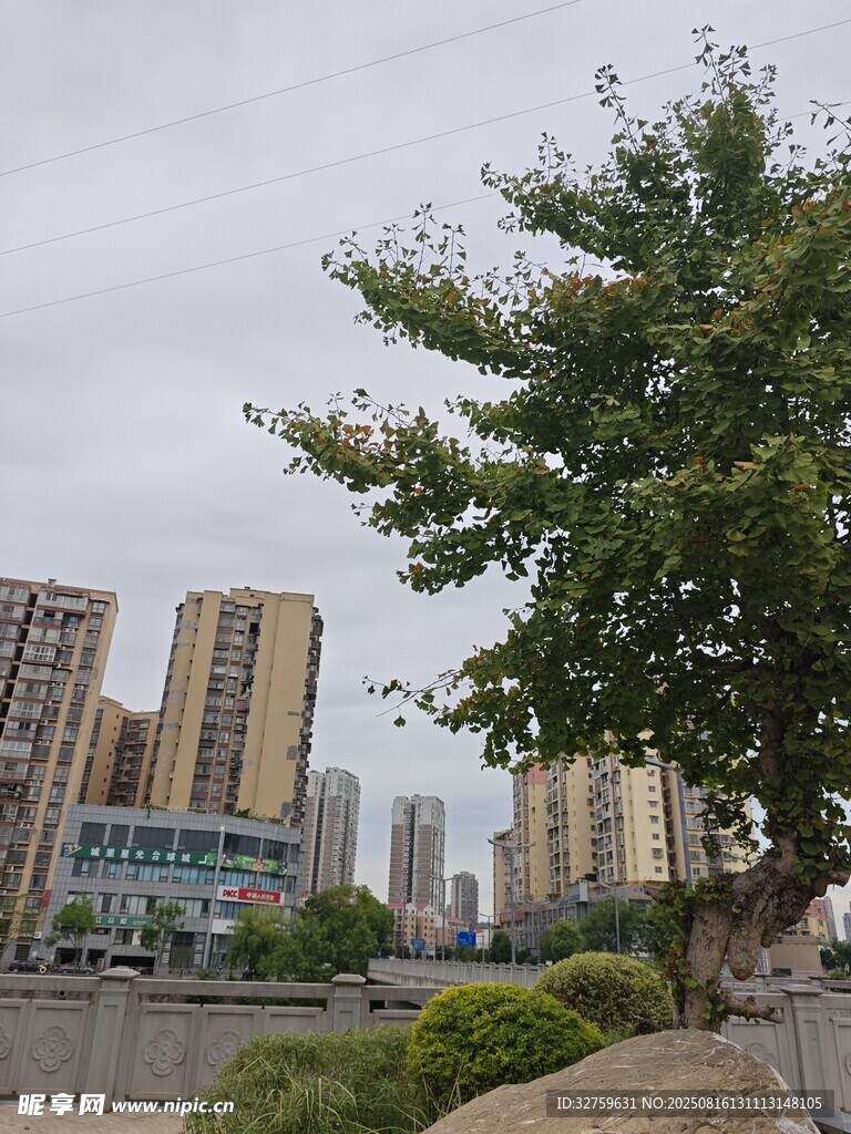城市中葱郁树木与高楼