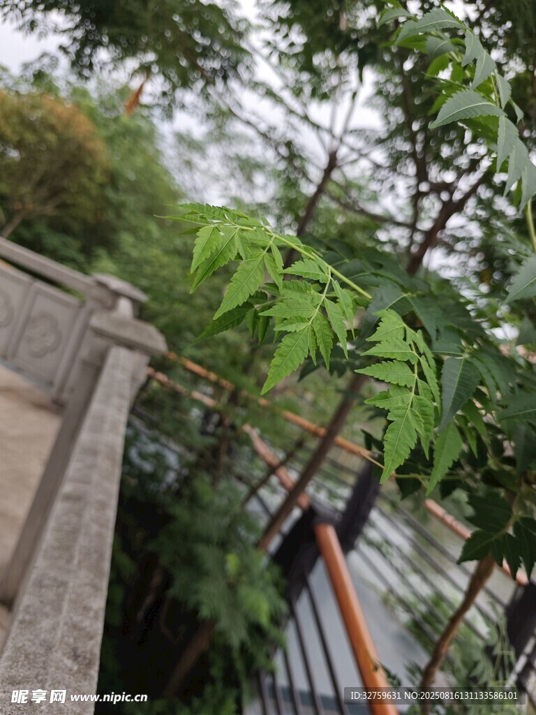 墙边嫩绿枝叶生机盎然