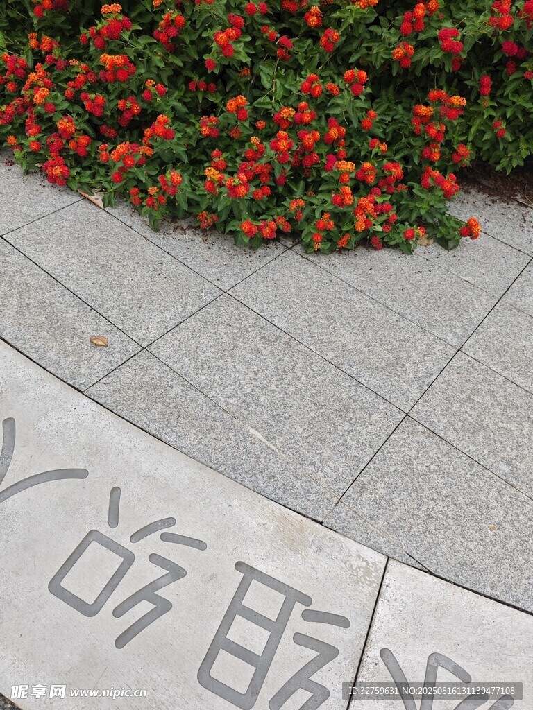 石板旁盛开的鲜艳花朵