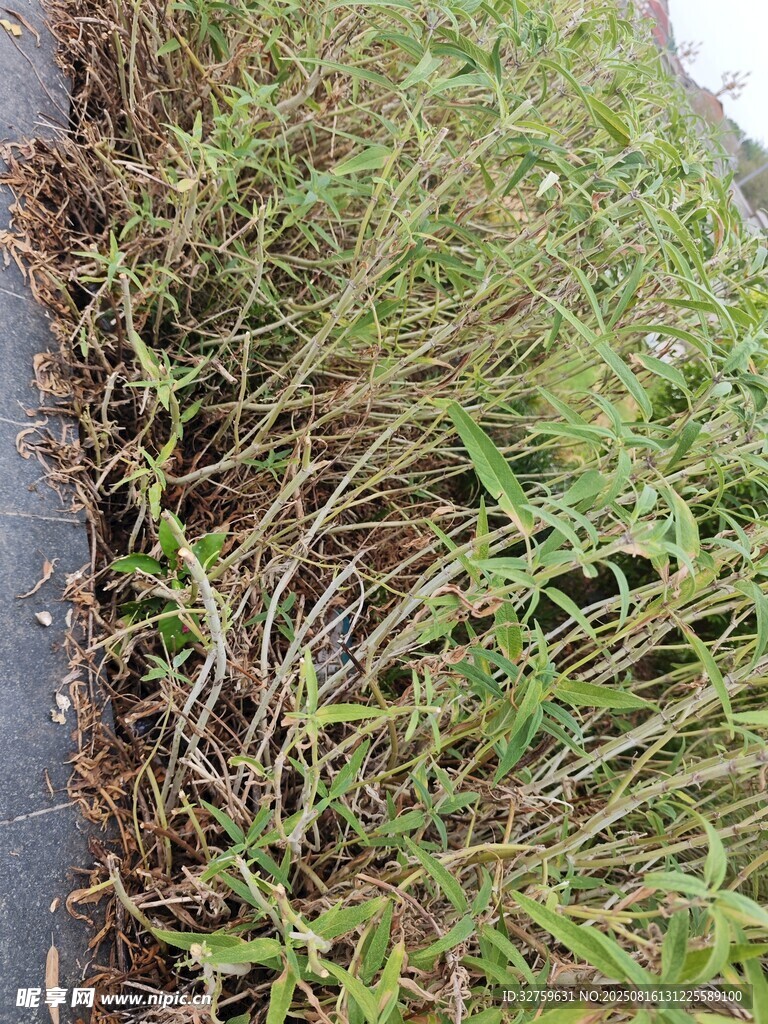 路边嫩绿小草