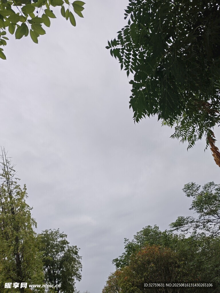 林间树梢上的灰白天空