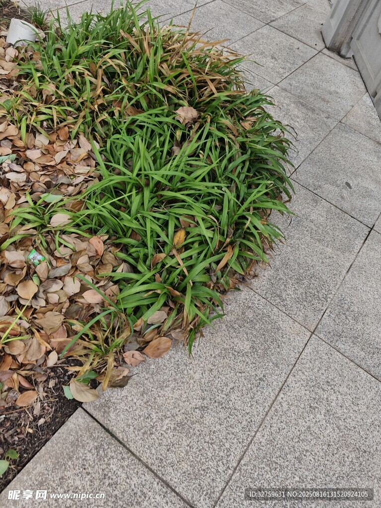 路边绿植与落叶景观