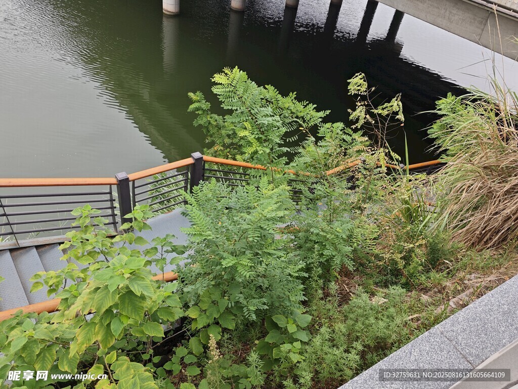 水边绿植景观