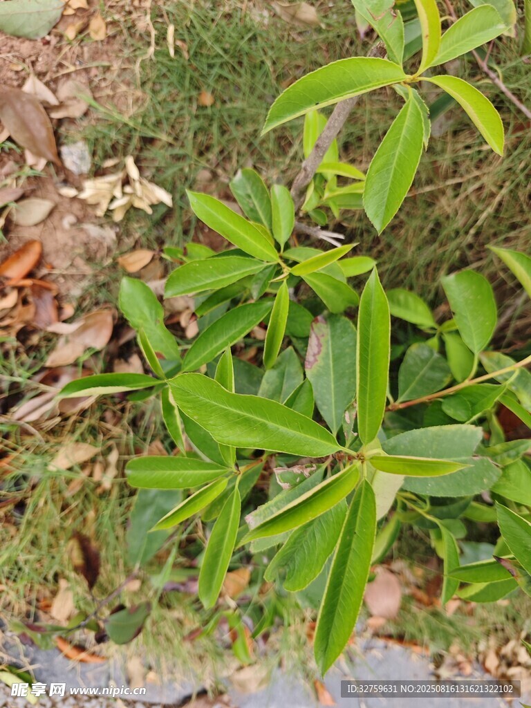 嫩绿植物生机盎然