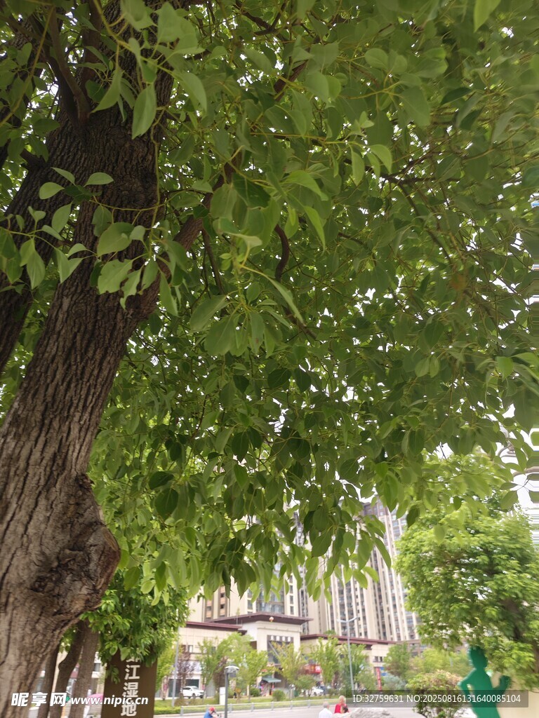 夏日绿荫下的静谧街景