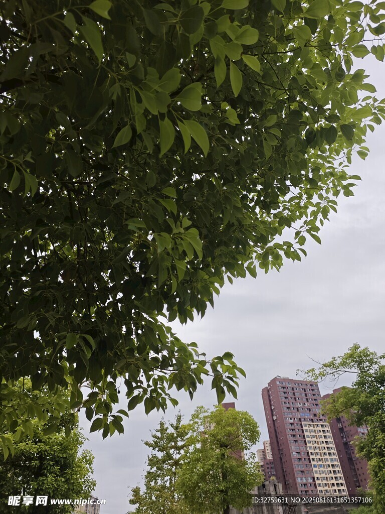 绿树掩映下的建筑