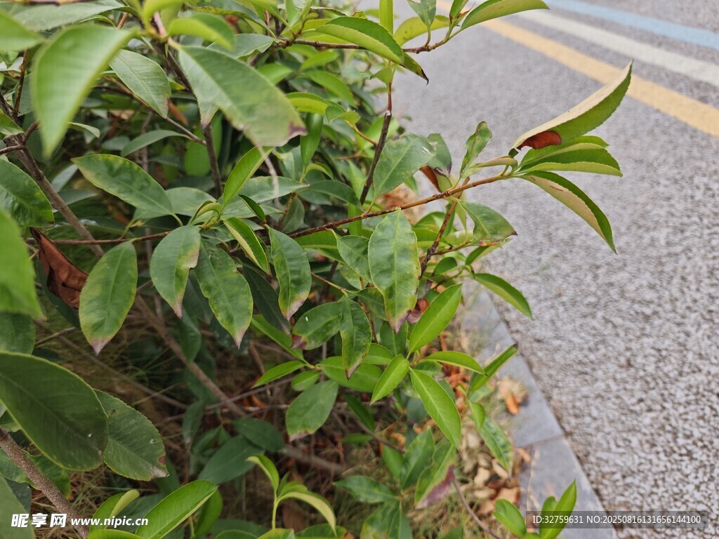 路边翠绿植物特写