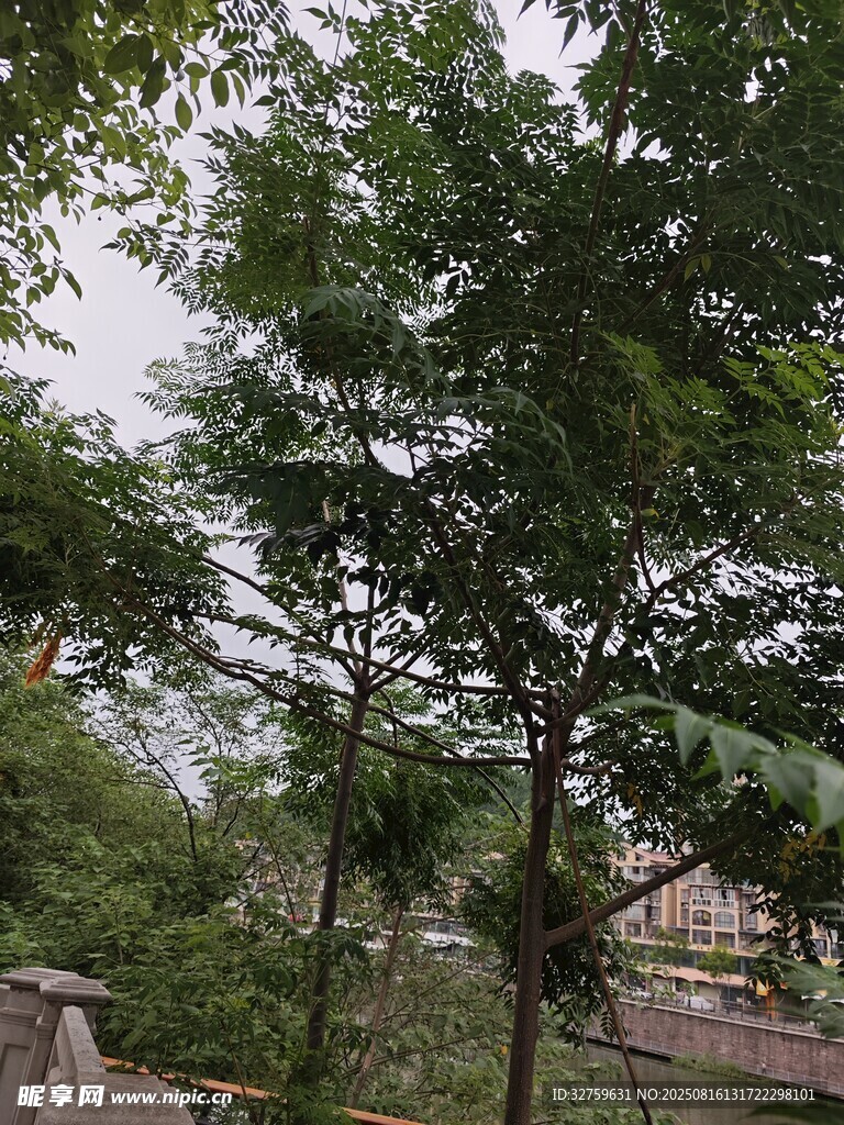 户外绿树风景