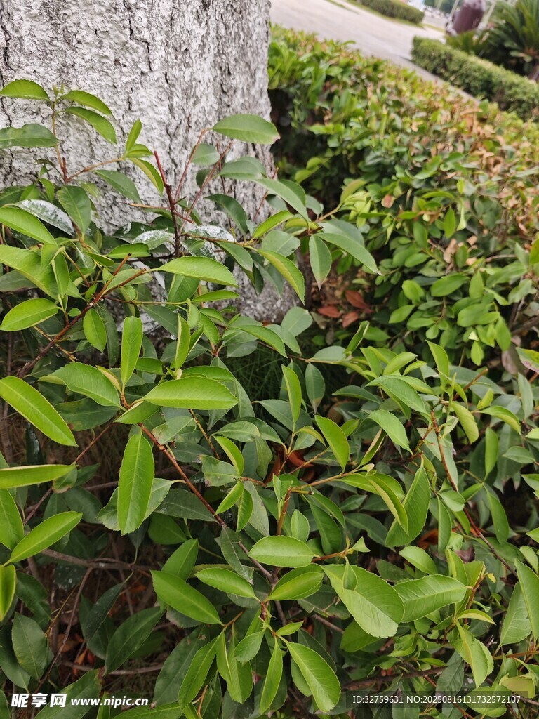 绿叶簇拥的繁茂植物景观