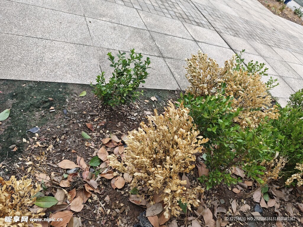 庭院中的多样绿植景观
