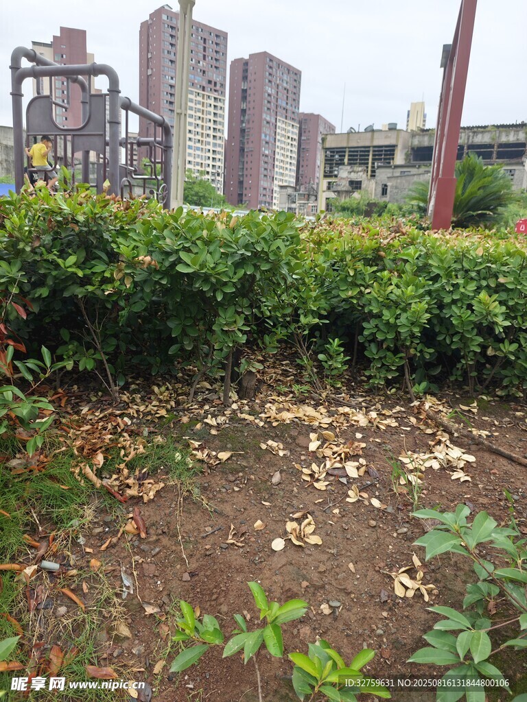 城市边的绿植与散落枯叶