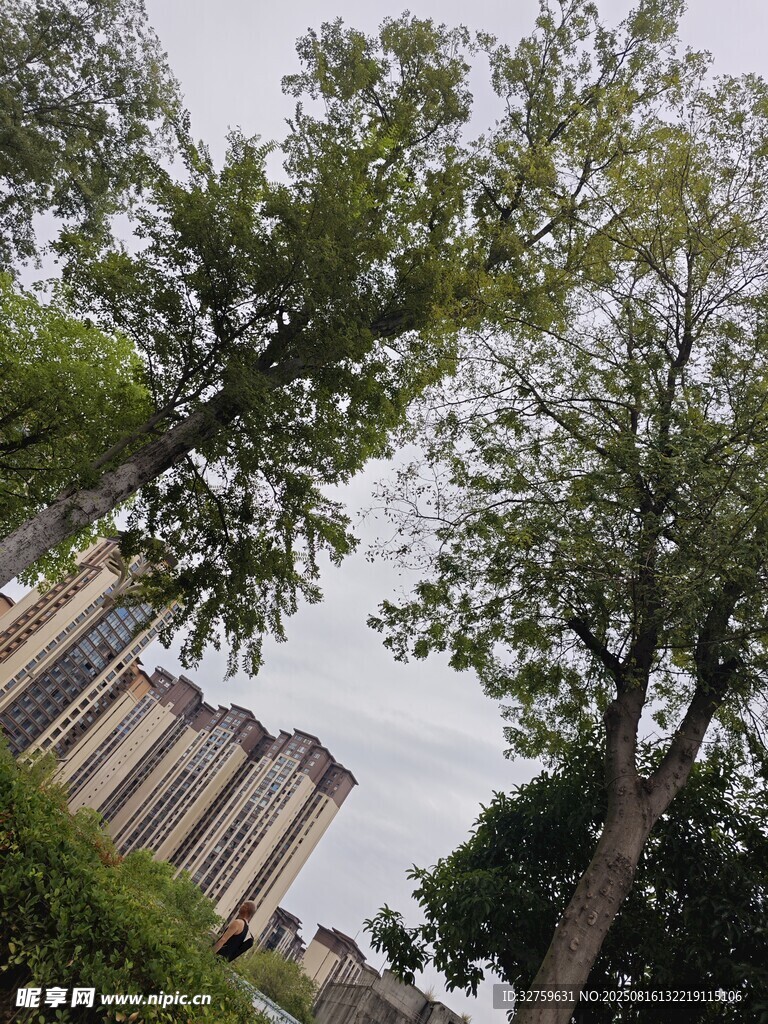 城市中林立树木与高楼