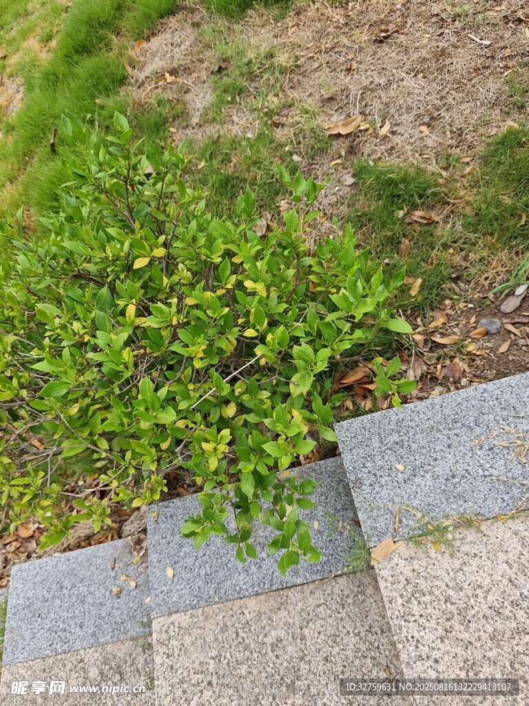 石阶旁翠绿的蓬勃小草