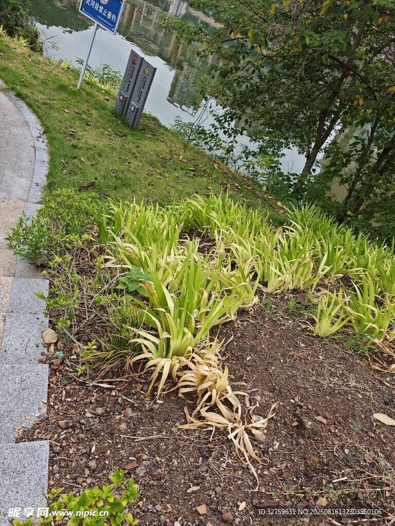 路边绿植景观