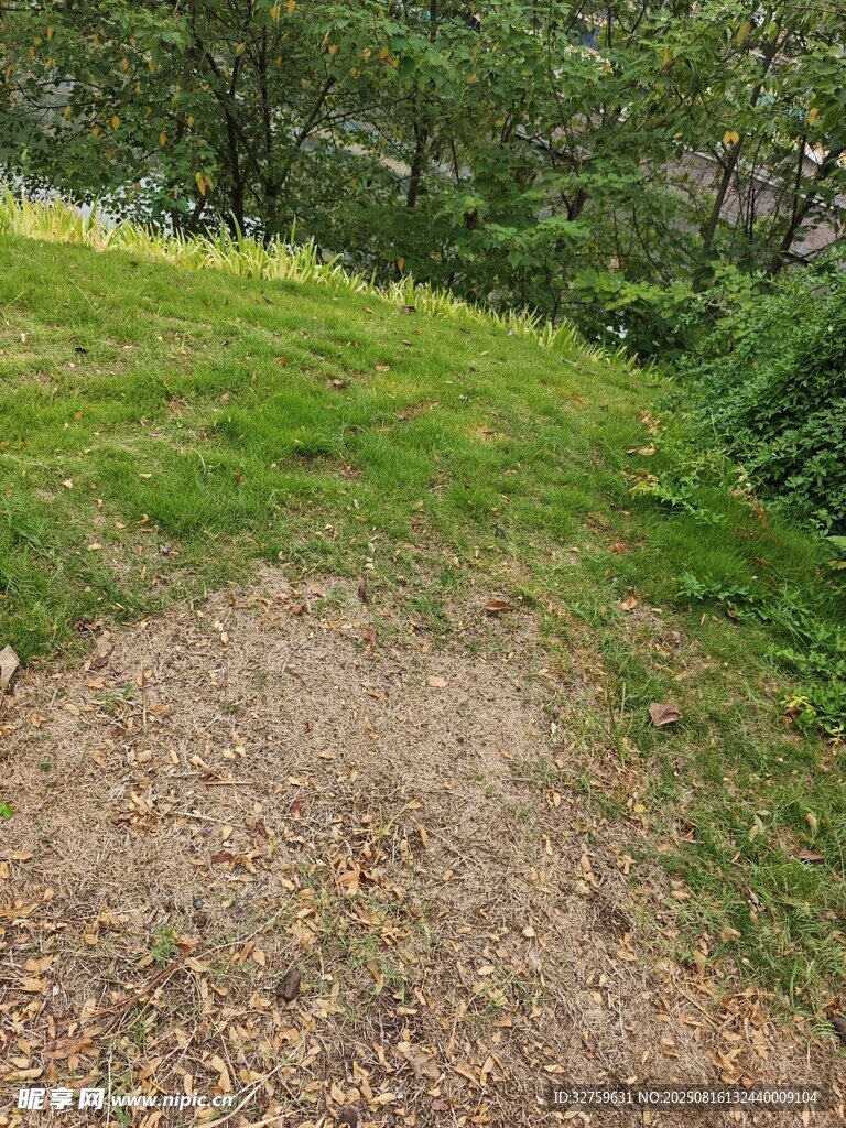 林间草地小径