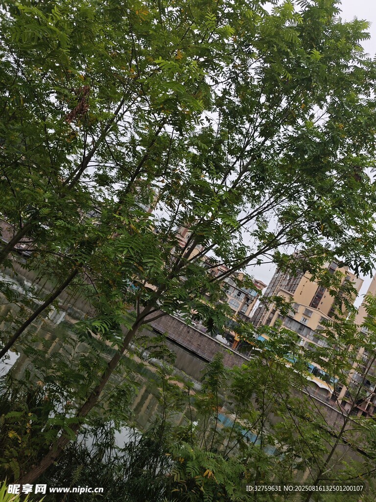 绿树成荫的自然景致