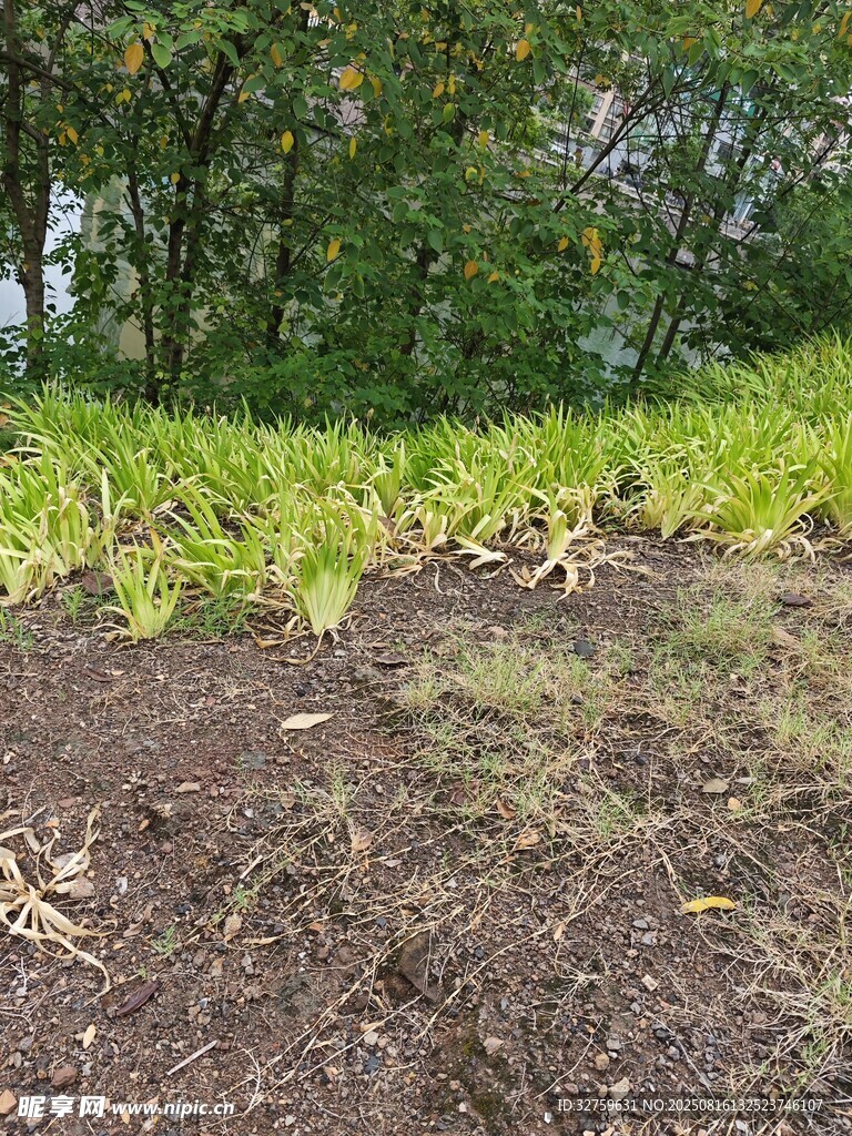 绿叶覆于褐色土壤之上