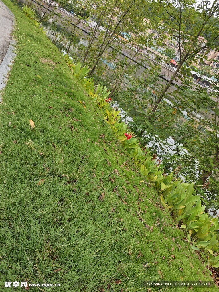 路边多彩花丛与翠绿草地