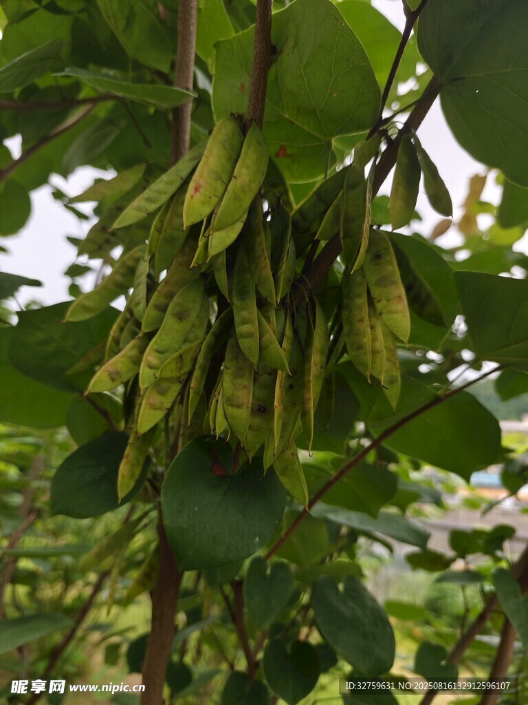 枝头饱满的蚕豆荚
