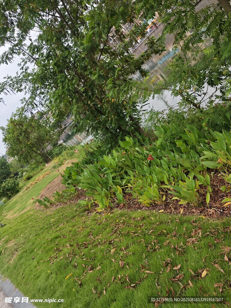 路边绿植景观