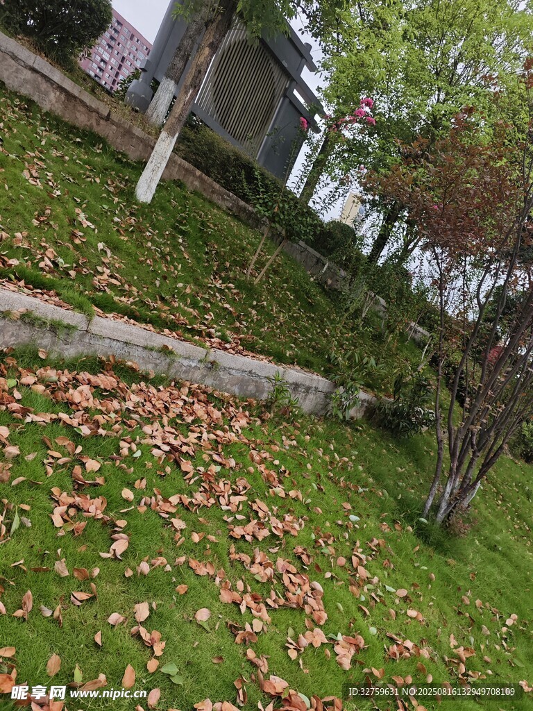 秋日草地落叶景致