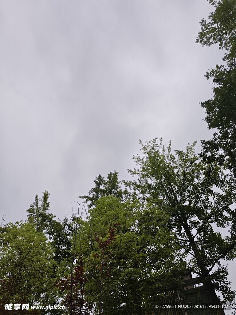 阴天中的葱郁树木