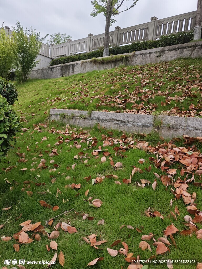 秋日草坪落叶景致