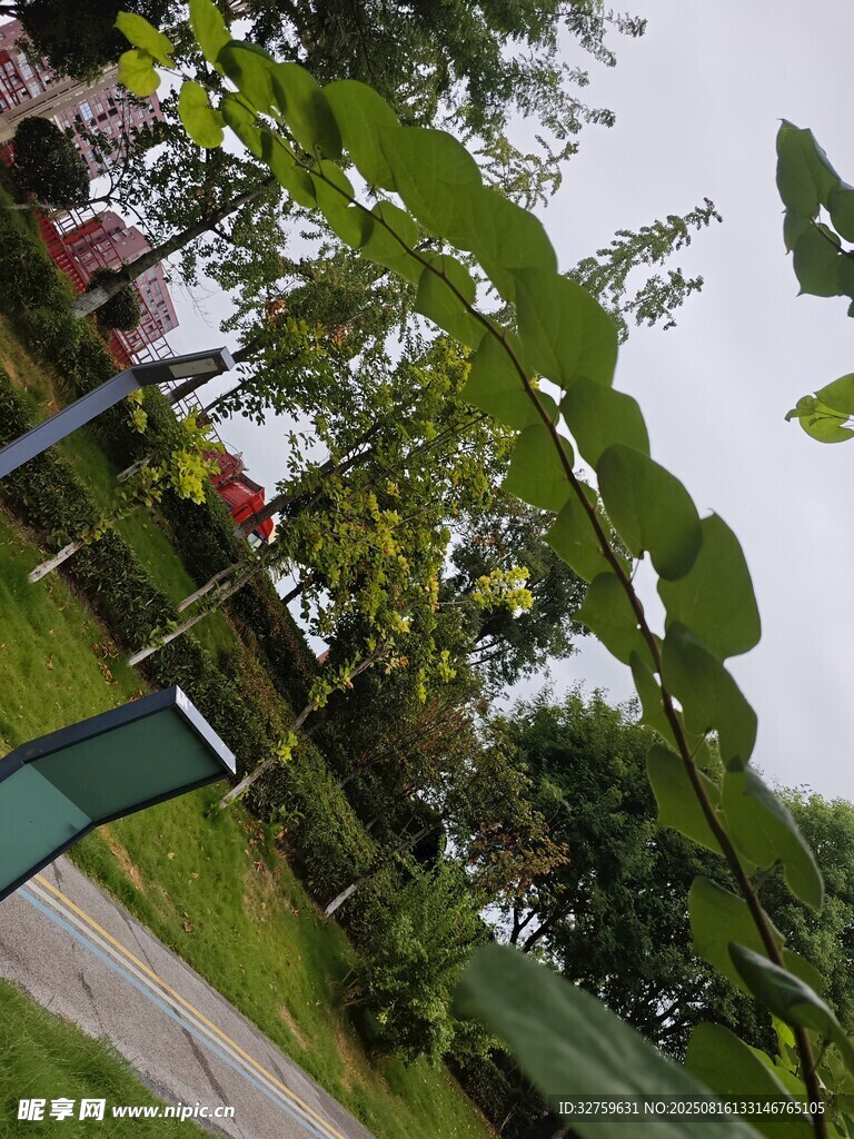 绿叶繁茂的户外景致