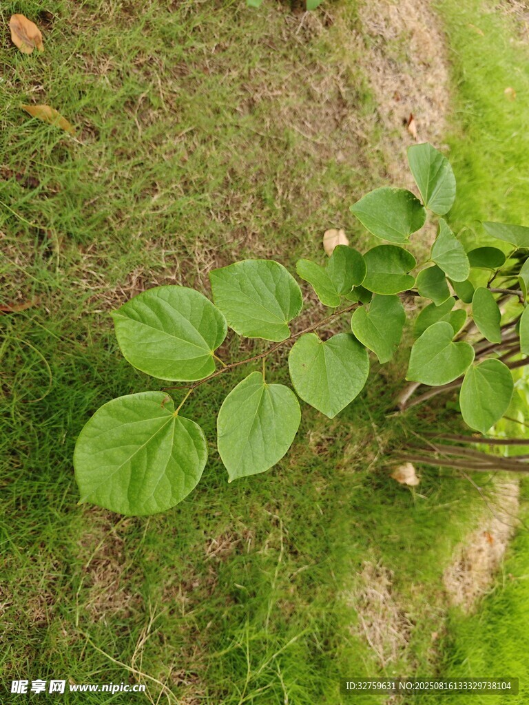 嫩绿植物生长于草地之上