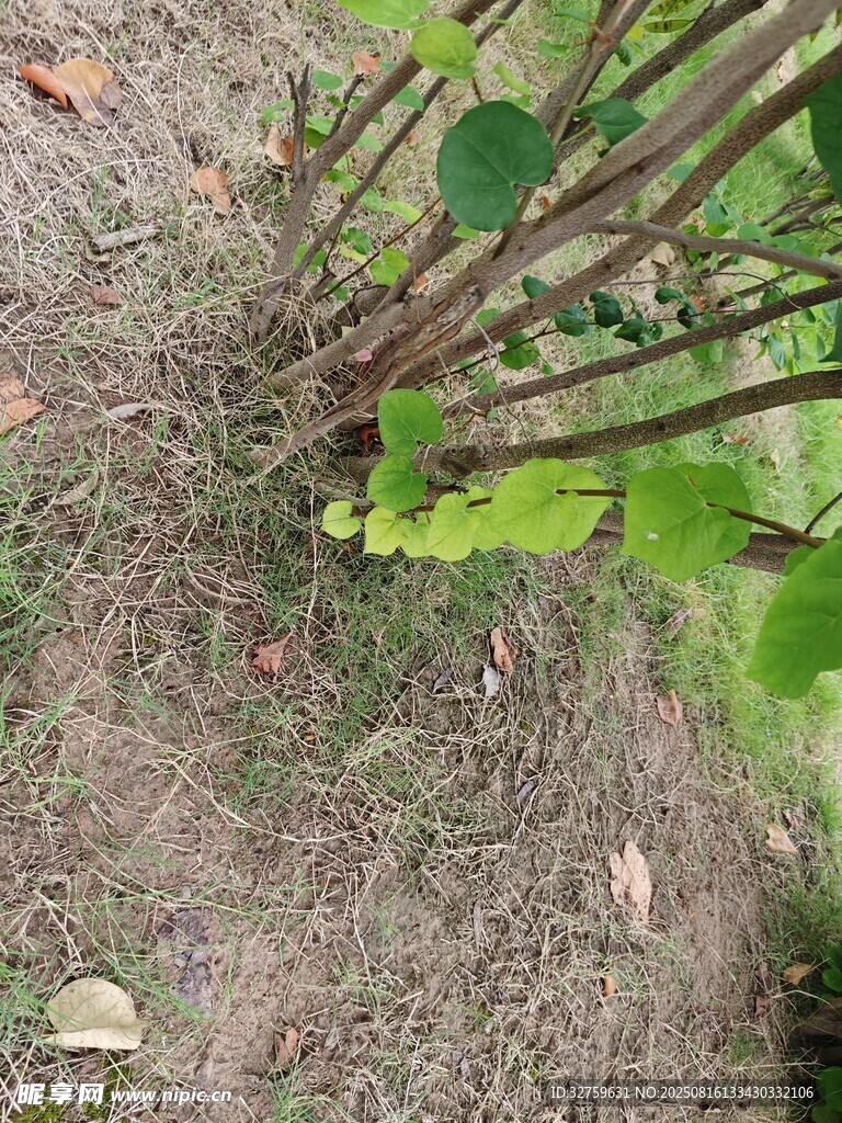 地面绿植与枯枝景象