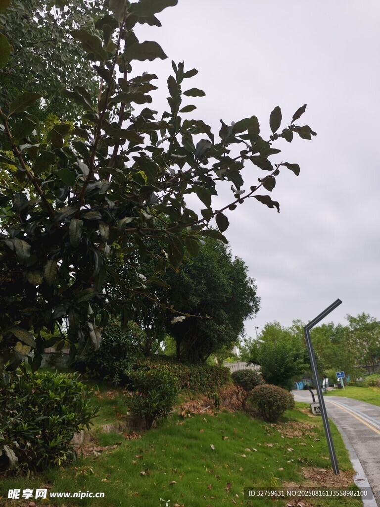 路边绿植景观