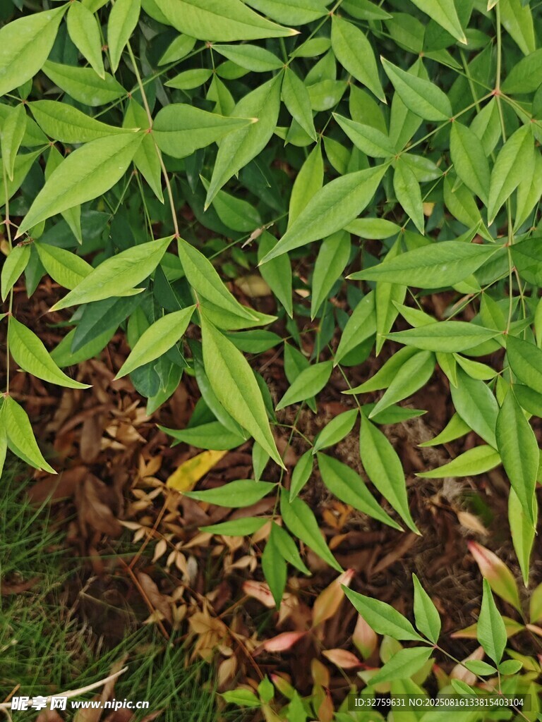 翠绿植物近景特写