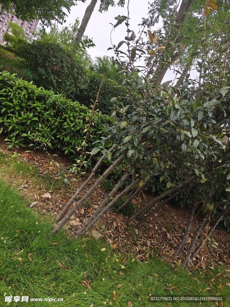 园林绿植景观