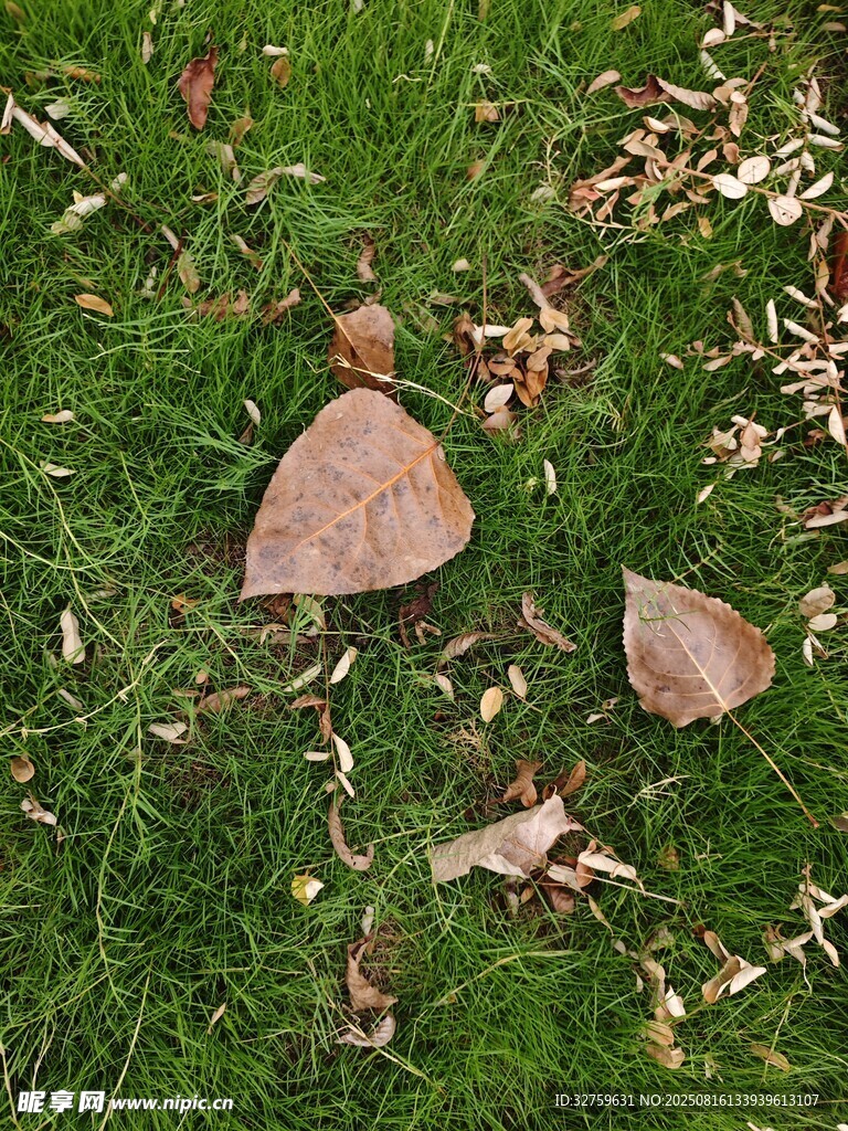 草地上的落叶