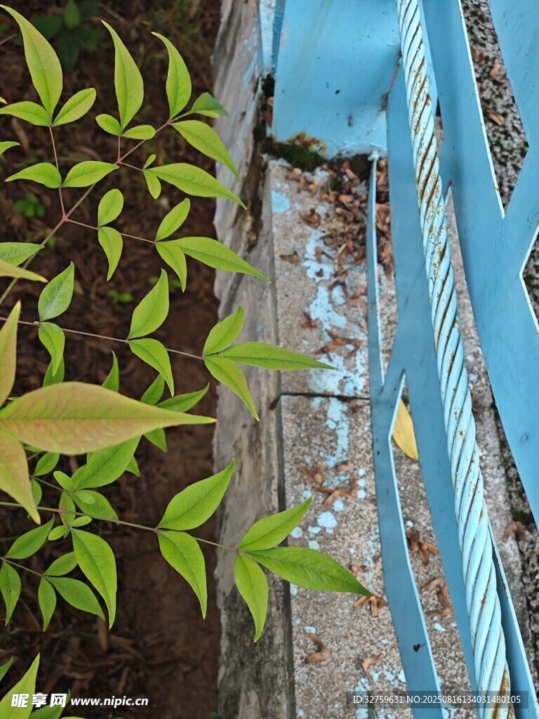 窗边壁虎与绿植同框