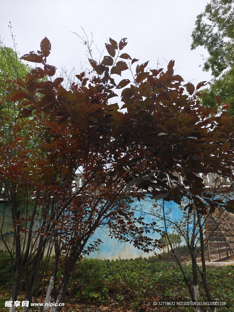 红叶绿树旁的蓝色景致