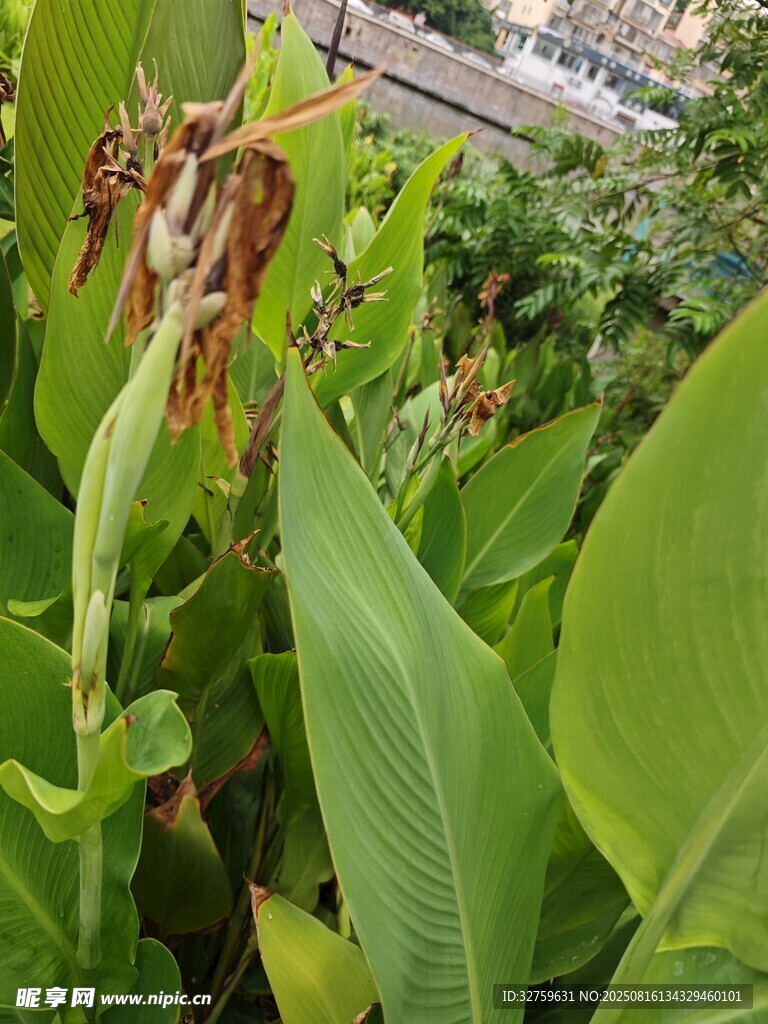 绿叶间的枯萎植物景象