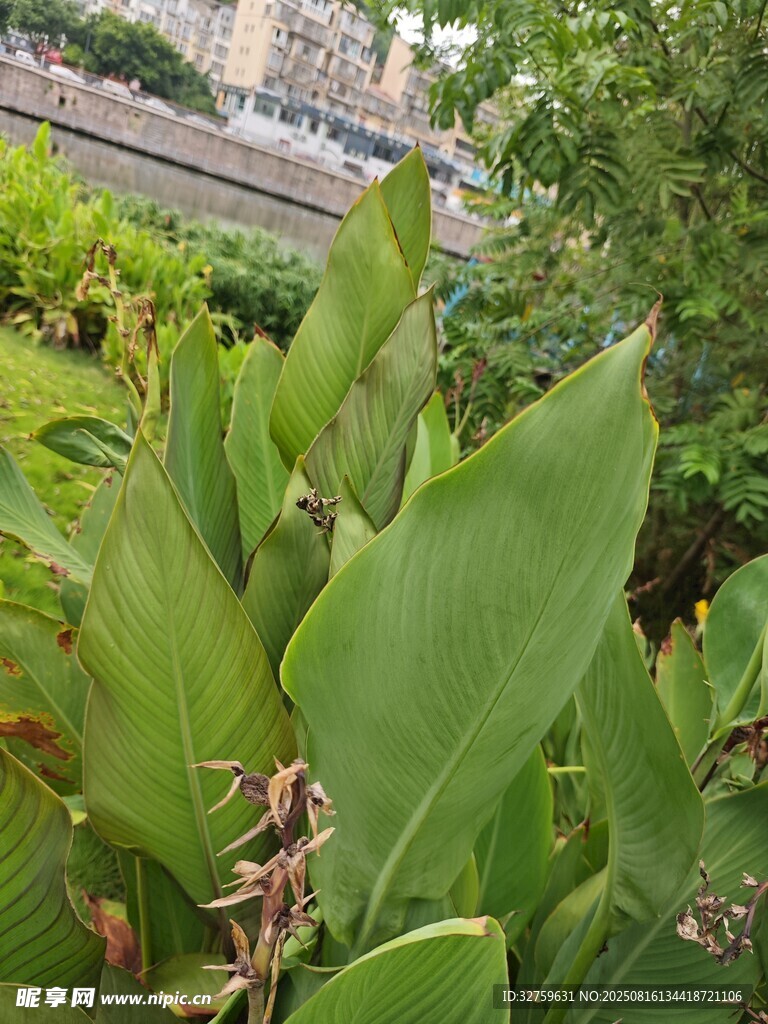 绿叶繁茂的户外植物景观