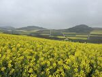油菜花海