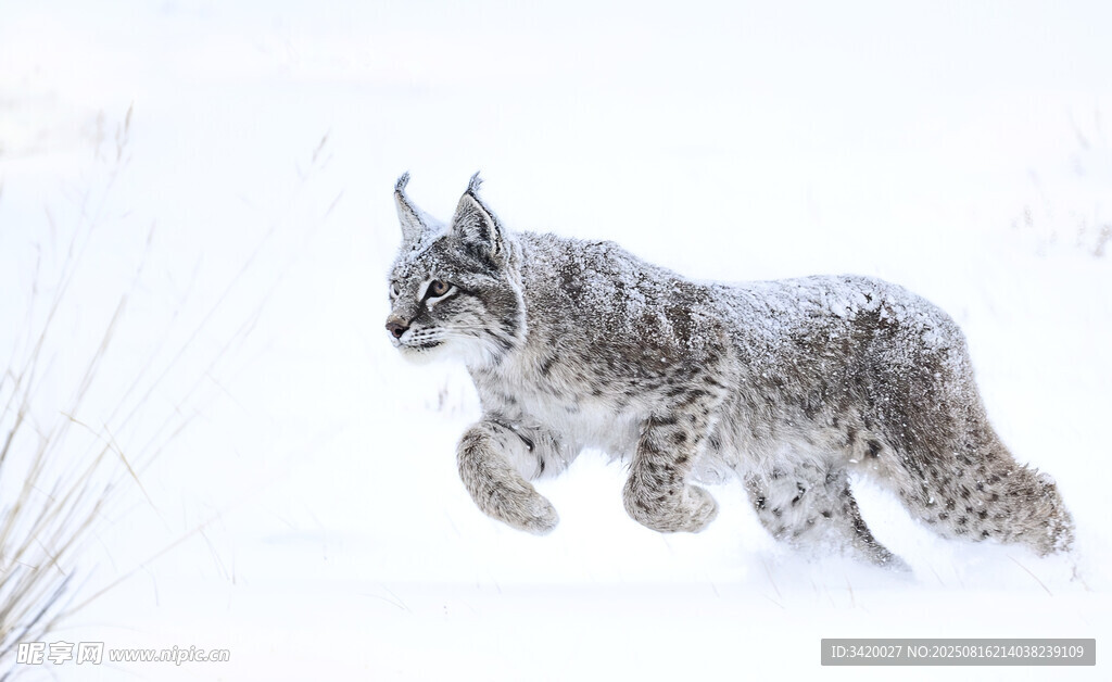 雪地中奔跑的猞猁
