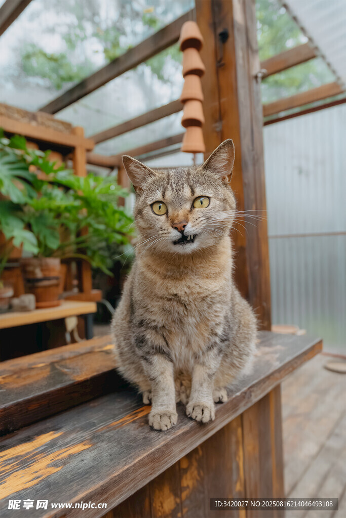 木台上的可爱猫咪