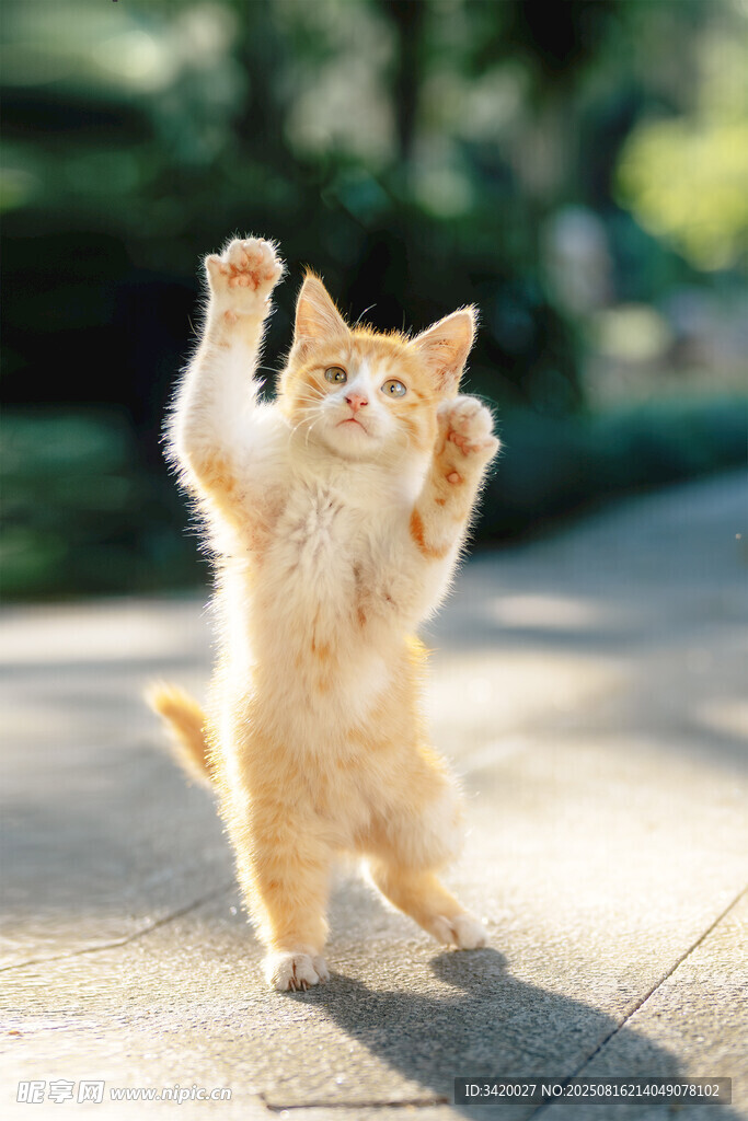 站立卖萌的可爱小橘猫