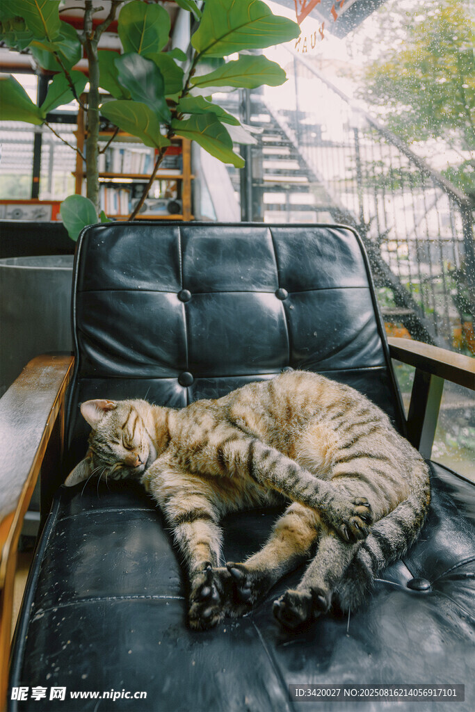 慵懒猫咪躺卧复古皮椅上
