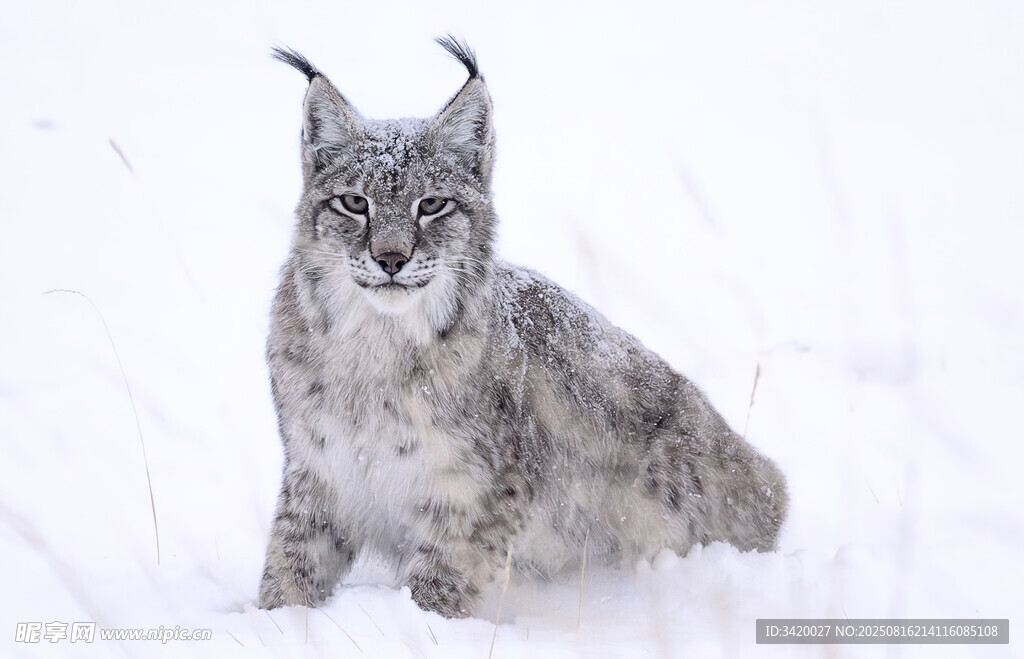 雪地中的猞猁