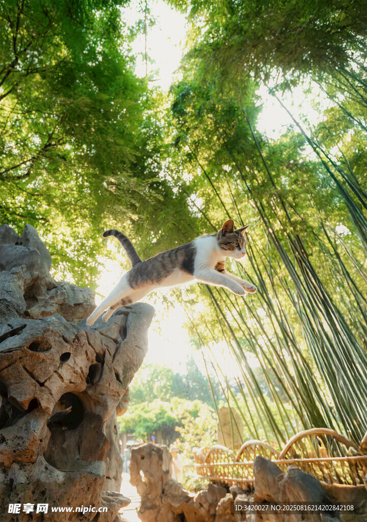 飞猫