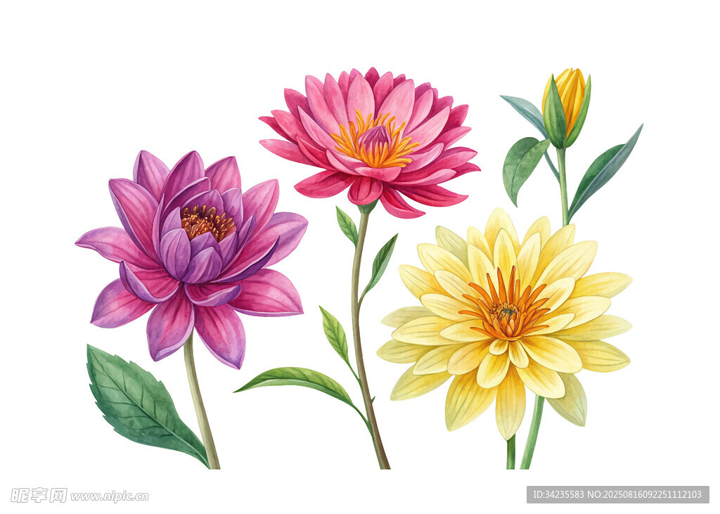 手绘花卉插画